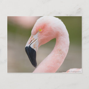 Carte postale de fermeture de Flamant rose