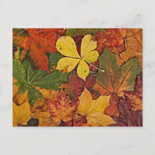 Carte postale de feuilles d'automne colorées
