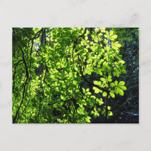 Carte postale de feuilles de marronnier tachées de