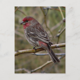 Carte postale de finition violette