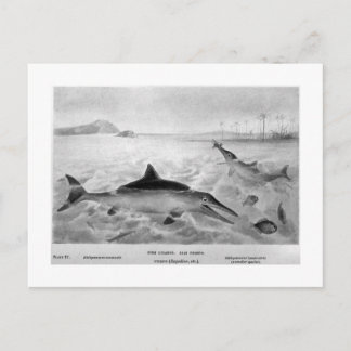 Carte postale de Fish Lizard