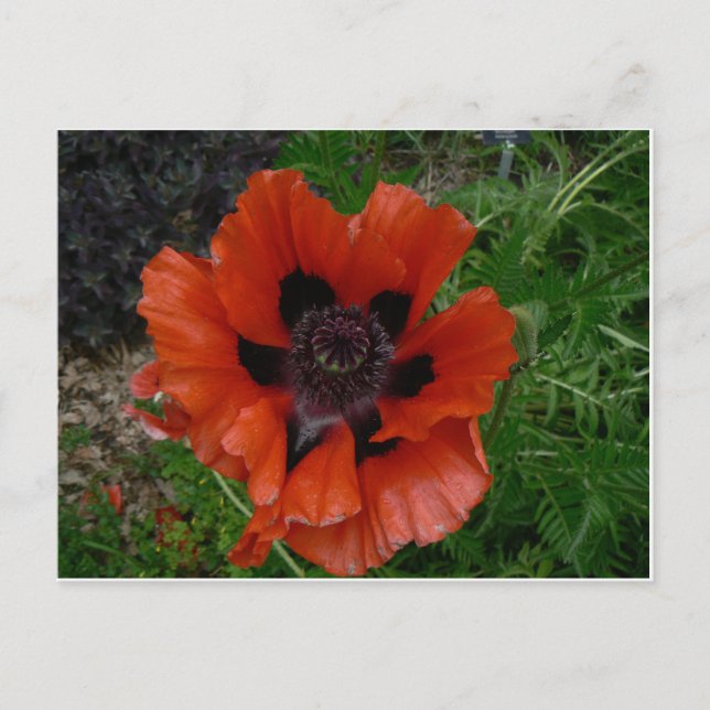 Carte postale de fleur (Devant)