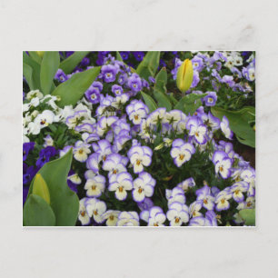 Carte postale de fleur