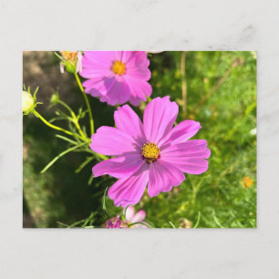 Carte postale de fleur Cosmo rose