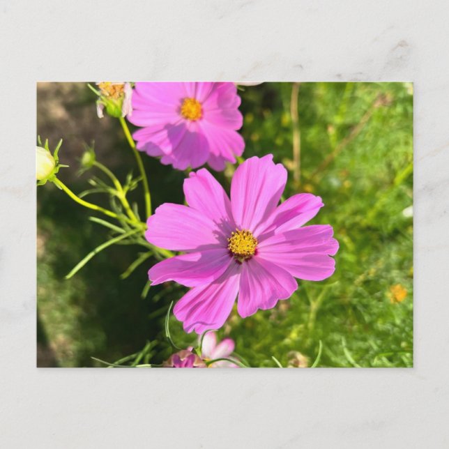 Carte postale de fleur Cosmo rose (Devant)