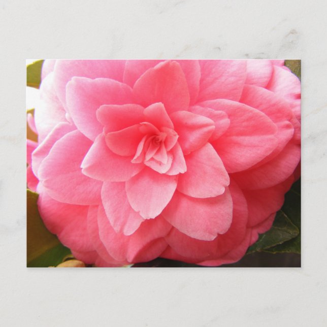 Carte postale de fleur de Camellia (Devant)