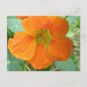 Carte postale de fleur de capucine orange jolie