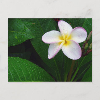 Carte postale de fleur de plumeria hawaïenne jaune