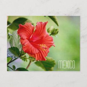 carte postale de fleur d'hibiscus de Mexique