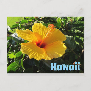 Carte postale de fleur d'hibiscus jaune Hawaii