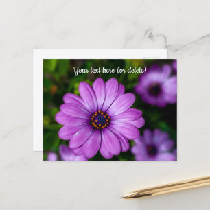 Carte postale de fleur Marguerite Violette