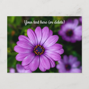 Carte postale de fleur pourpre de marguerite