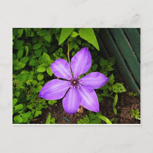 Carte postale de fleur violette (Devant)