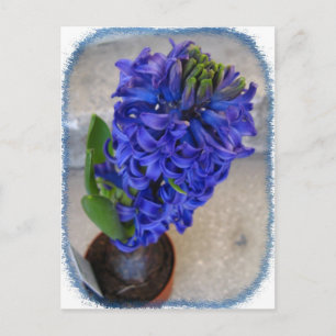 Carte postale de fleurs bleues