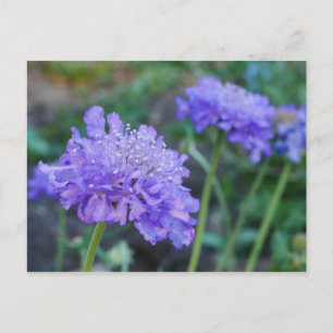 Carte postale de fleurs de pincushion violet
