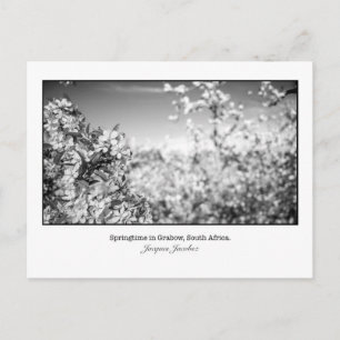 Carte postale de fleurs de poires