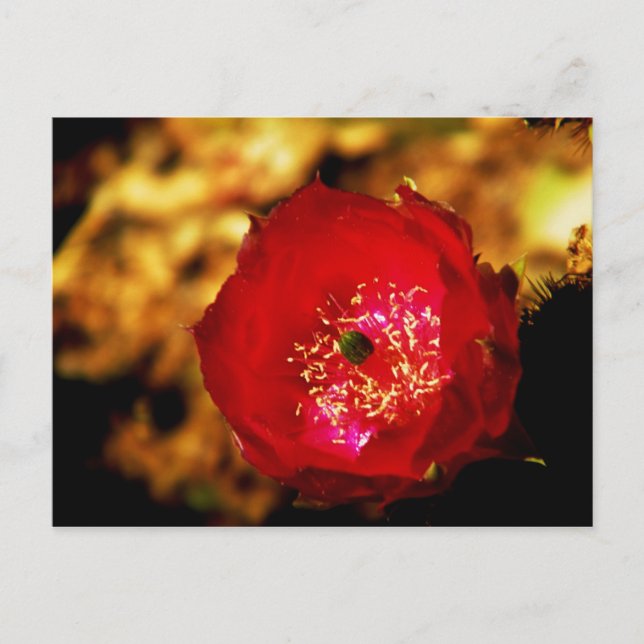 carte postale de fleurs du désert (Devant)