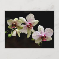 carte postale de fleurs tropicales