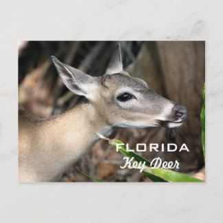Carte postale de Floride