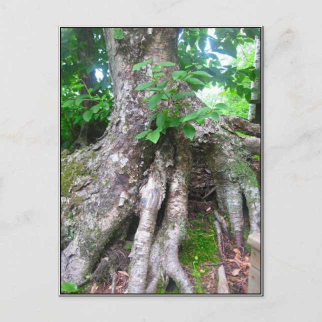 Carte postale de forêt (Devant)