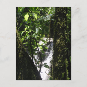 Carte postale de forêt tropicale et de cascade