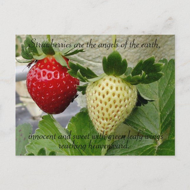 Carte postale de fraises (Devant)