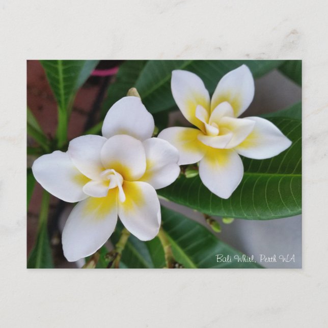 Carte postale de Frangipani - mouvement giratoire (Devant)