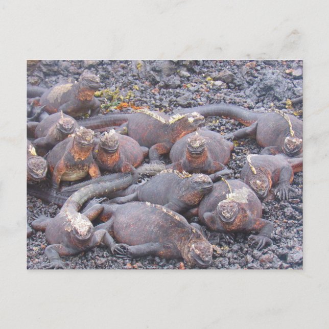 carte postale de galapagos iguanes (Devant)