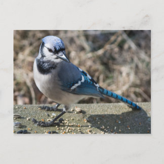 Carte postale de Geai bleu