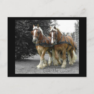 Carte postale de Gentle Giants
