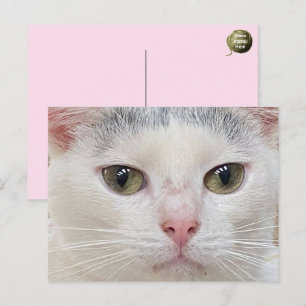 Carte postale de George le chat