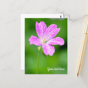 Carte postale de géranium pourpre