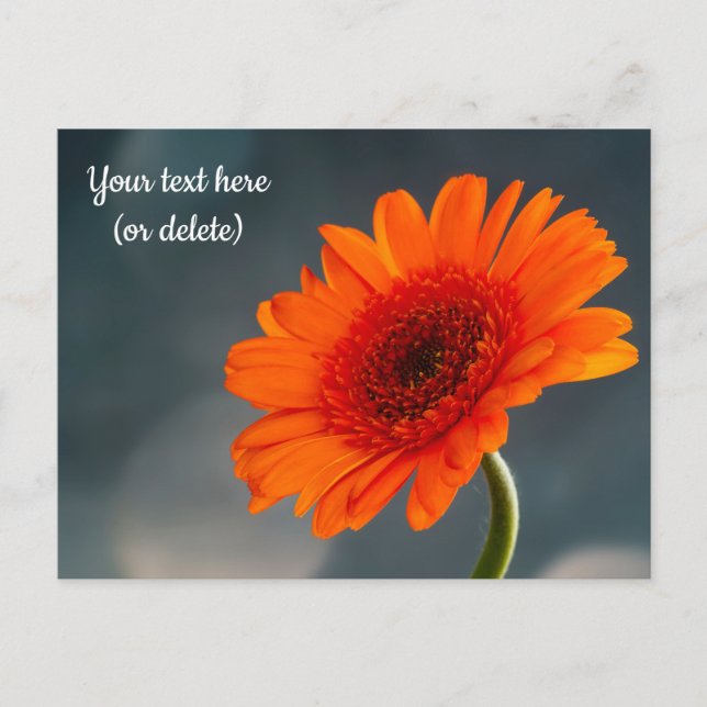 Carte postale de gerbera orange simple (Devant)