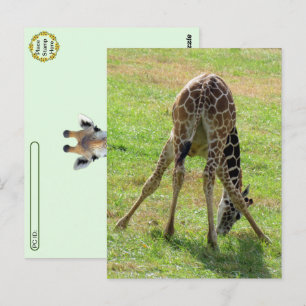 Carte postale de Giraffe Butt