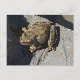 Carte postale de grenouille
