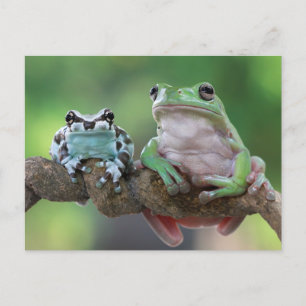 Carte postale de grenouille