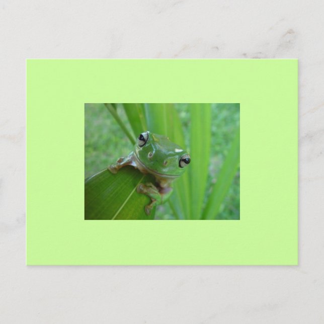 Carte postale de grenouille (Devant)