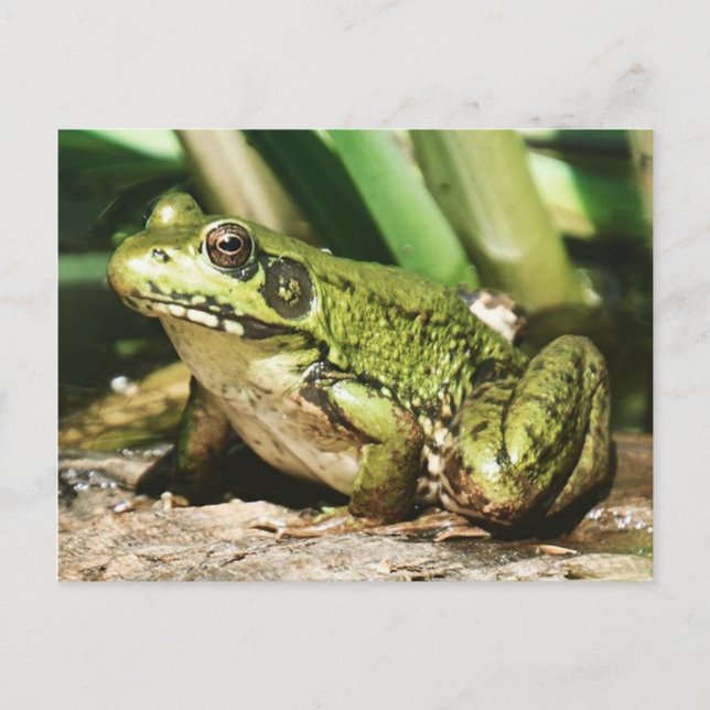 Carte postale de grenouille (Devant)