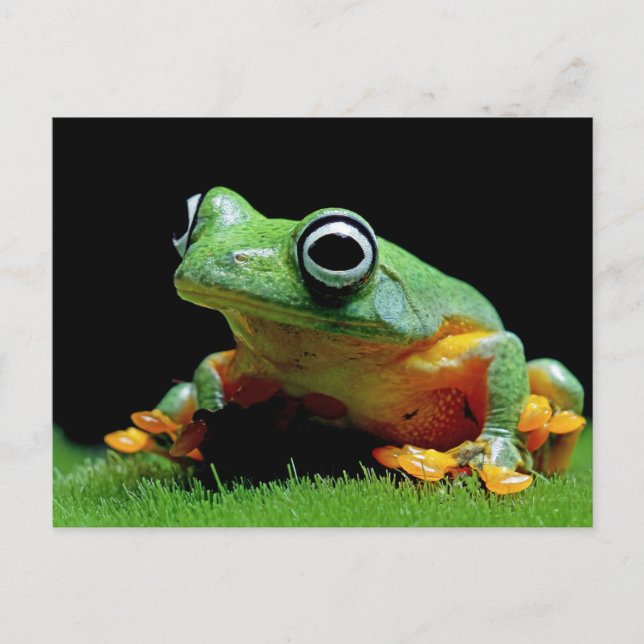 Carte postale de grenouille (Devant)