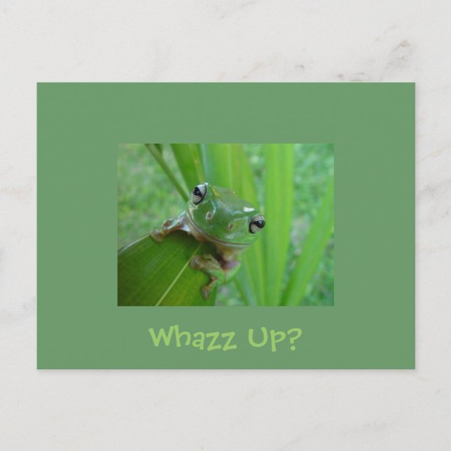 Carte postale de grenouille (Devant)