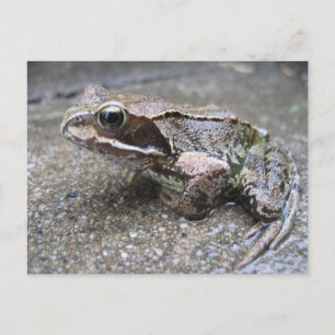 Carte postale de grenouille