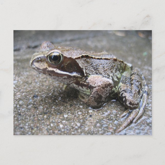 Carte postale de grenouille (Devant)