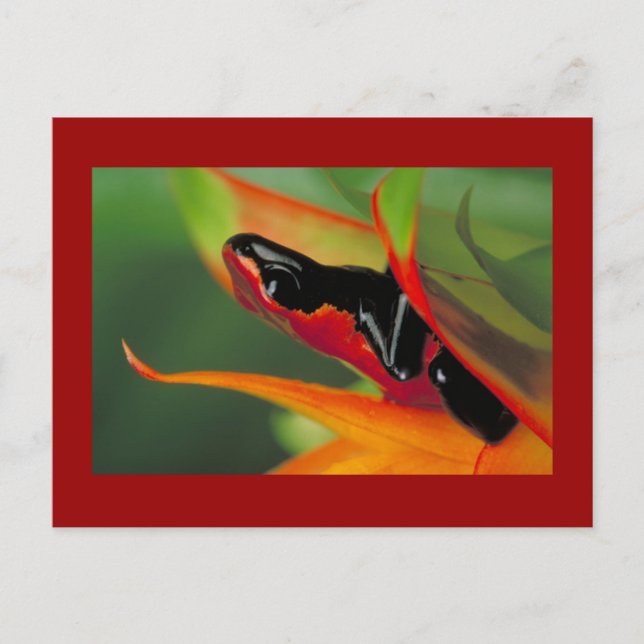 Carte postale de grenouille à poison adossée à des (Devant)