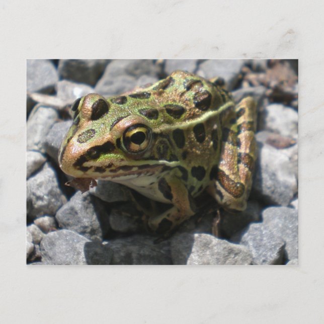 Carte postale de grenouille léopard (Devant)
