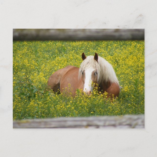 Carte postale de Haflinger (Devant)