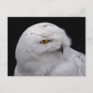 Carte postale de Harfang des neiges