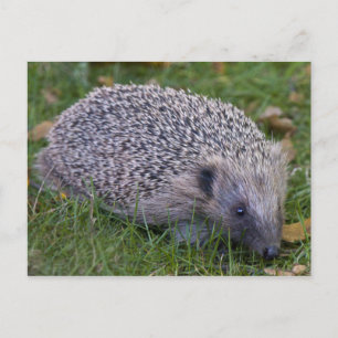 Carte postale de hérisson
