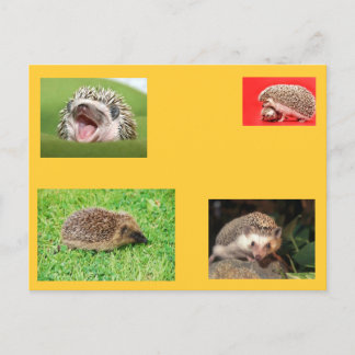 Carte postale de hérisson ! très mignonne !