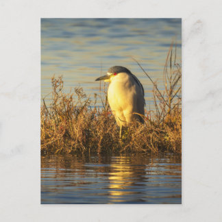 Carte postale de Héron nocturne | Faune du marais
