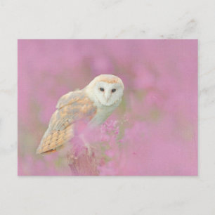 Carte postale de hibou
